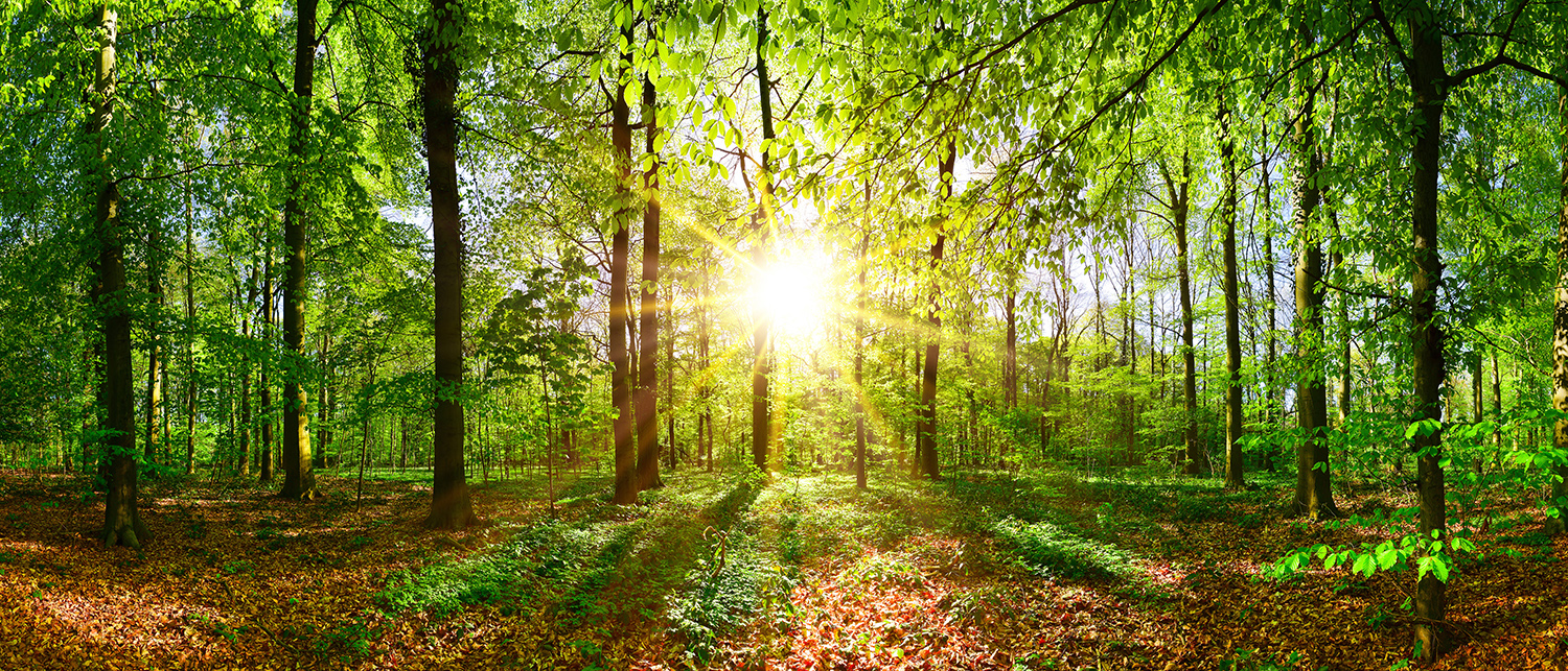 Waldfrühling 